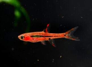 Fiche du poisson Boraras brigittae ( Rasbora orné ) Rasbora orné 3