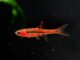 Rasbora orné 3