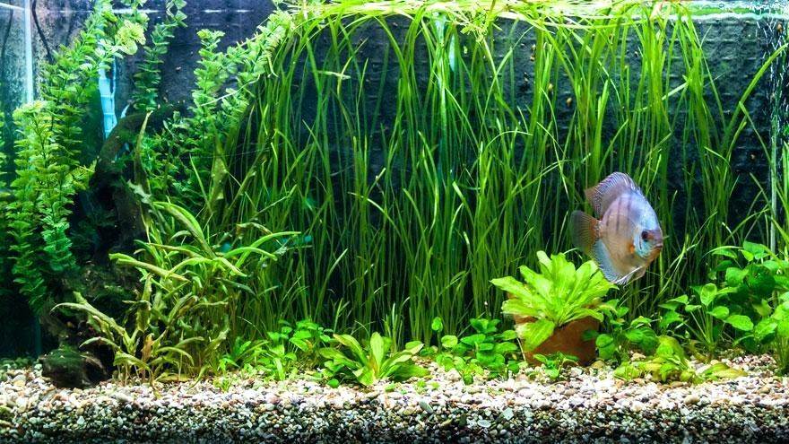 Un Aquarium Idéal Pour Discus Scalaires Et Cichlidés Nains