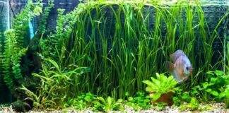 aquarium idéal pour discus