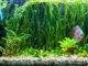 Un aquarium idéal pour Discus, Scalaires et Cichlidés nains aquarium idéal pour discus