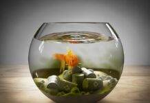 comment baisser les nitrites dans un aquarium