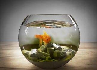 comment baisser les nitrites dans un aquarium ? comment baisser les nitrites dans un aquarium