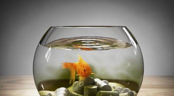 comment baisser les nitrites dans un aquarium