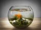 comment baisser les nitrites dans un aquarium ? comment baisser les nitrites dans un aquarium
