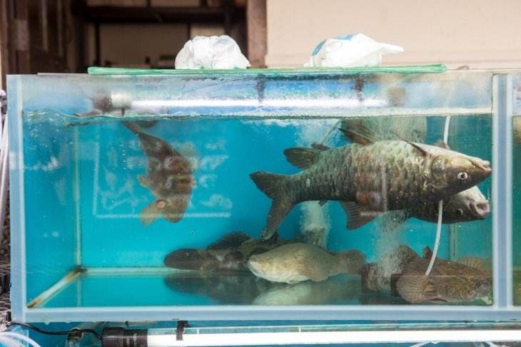 diagnostique aquarium