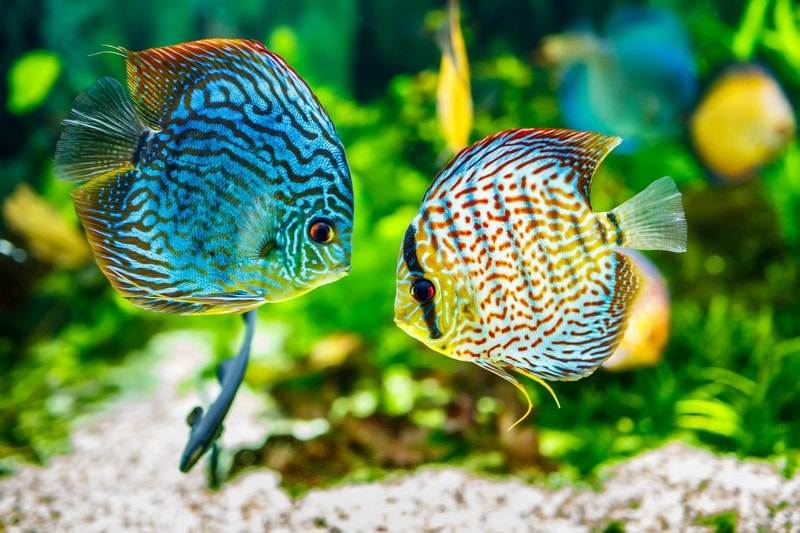 discus poisson aquarium