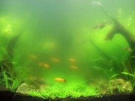 eau verte