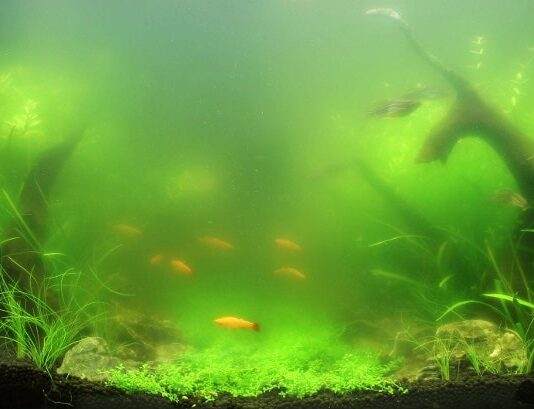 eau verte
