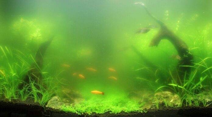 eau verte