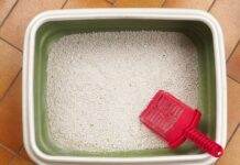 filtration litere chat aquarium
