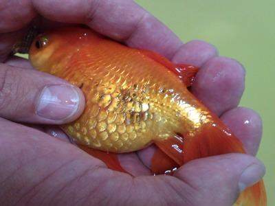 hidropesie poisson rouge gonfelment