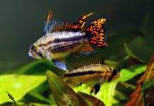 la reproduction des Apistogramma cacatuoides