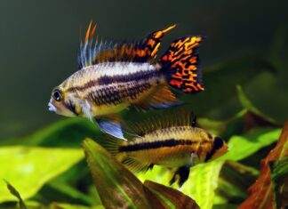 la reproduction des Apistogramma cacatuoides