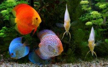 l'acidose chez les discus