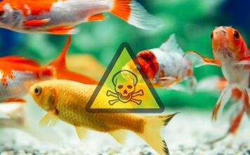 Tout savoir sur le cycle de l’azote dans l’aquarium le cycle d'azote aquarium