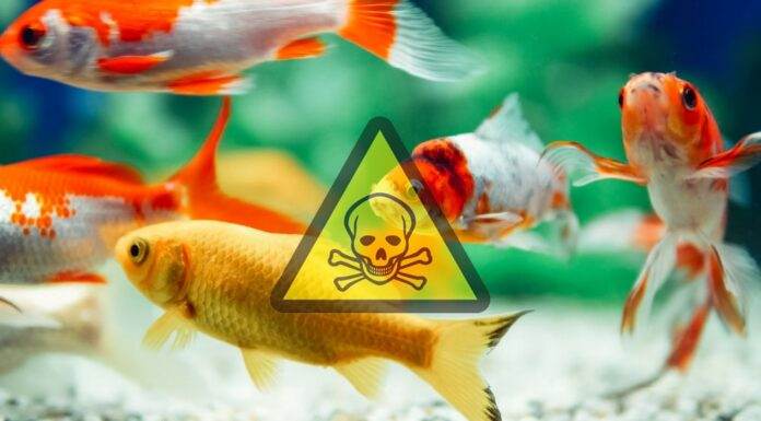 le cycle d'azote aquarium