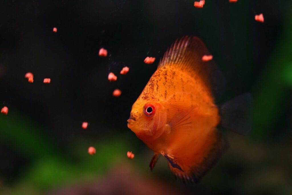 nourrir poissons