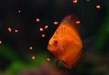 nourrir poissons