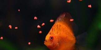 nourrir poissons