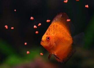 nourrir poissons