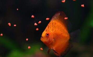 nourrir poissons