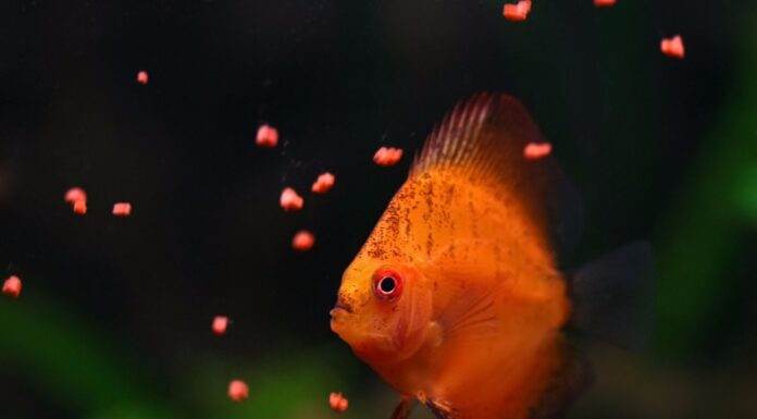 nourrir poissons