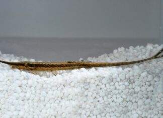 Fiche du poisson Farlowella acus ( Silure aiguille ) Silure aiguille