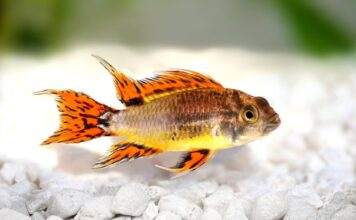 Fiche du poisson Apistogramma cacatuoides (Apisto perroquet) poisson Apistogramma cacatuoides (2)