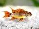 Fiche du poisson Apistogramma cacatuoides (Apisto perroquet) poisson Apistogramma cacatuoides (2)