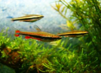 Fiche du poisson Nannostomus beckfordi ( crayon doré ) poisson crayon doré (4)