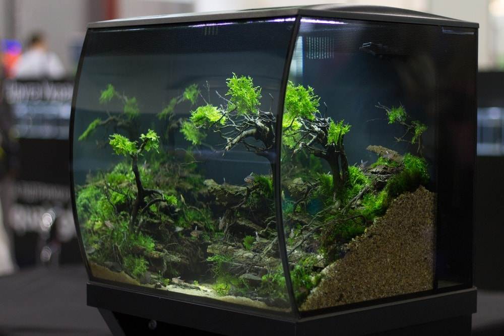 poisson dans un aquaium (1)