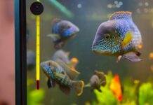 poisson dans un aquaium (2)
