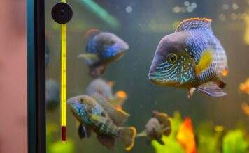 Comment installer son premier aquarium poisson dans un aquaium (2)