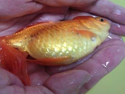 maladie d'hydropisie des poissons