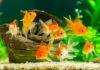 La démarche diagnostique en aquariophilie poisson rouge malade
