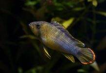 Fiche du poisson Apistogramma nijsseni (Cichlidé Panda) Apistogramma nijsseni panda