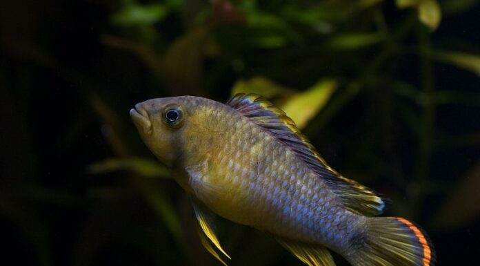 Apistogramma nijsseni panda