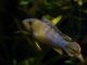Fiche du poisson Apistogramma nijsseni (Cichlidé Panda) Apistogramma nijsseni panda
