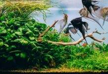 Comment refroidir l'aquarium