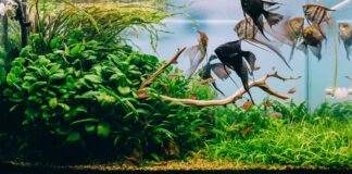 Comment refroidir l'aquarium