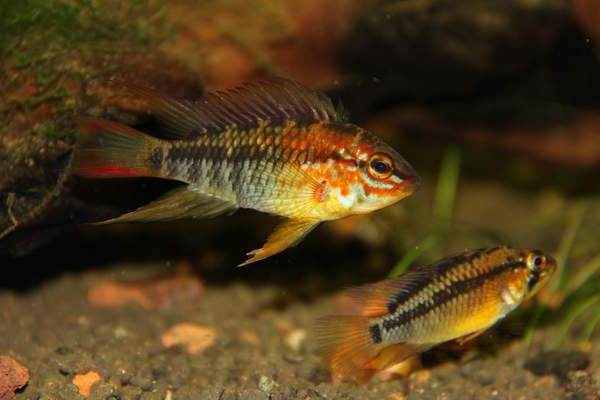 Dimorphisme du poisson Apistogramma viejita (1)