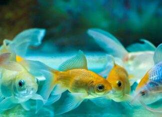 Renforcer le système immunitaire du poisson Renforcer le système immunitaire du poisson