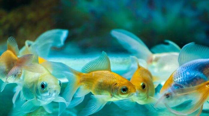 Renforcer le système immunitaire du poisson