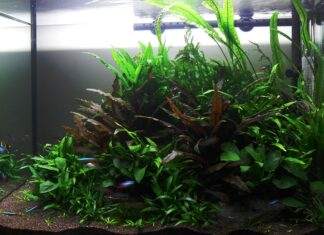 Un aquarium avec faible éclairage