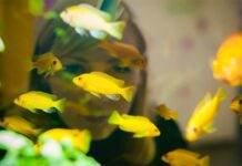 La reproduction des cichlidés africains incubateurs buccaux