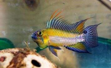 Conseils pour débuter avec les cichlidés nains sud américains cichlidés nains sud américains