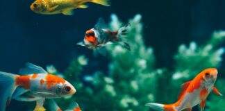 cohabitation de poisson rouge