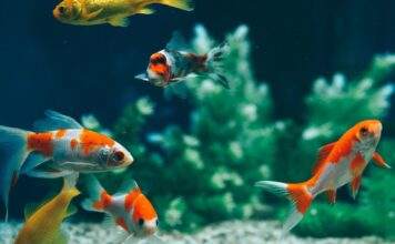 cohabitation de poisson rouge