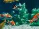 cohabitation de poisson rouge
